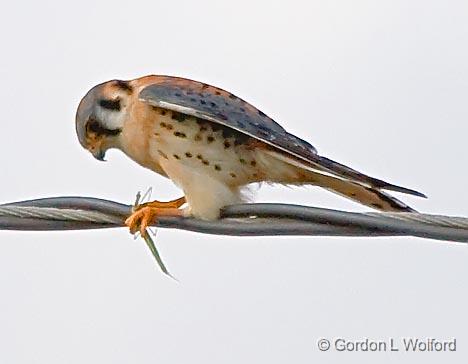 Kestrel With A Catch_33979.jpg - Male American Kestrel (Falco sparverius) photographed along the Gulf coast near Port Lavaca, Texas, USA.